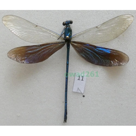 Neurobasis chinensis florida (Walker, 1853) Indonesia, Java11